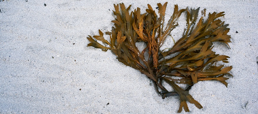 rumput laut